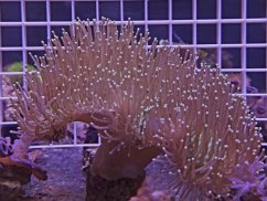 Sarcophyton sp. GREEN SKIN LT