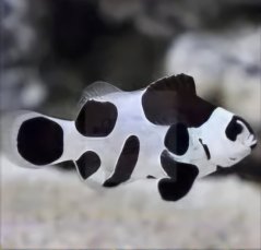 Amphiprion ocellaris BLACK STORM