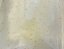 live copepods3