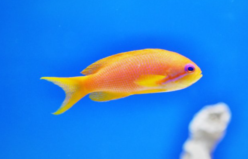 Pseudanthias squamipinnis
