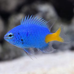 ch. parasema ch. parasema