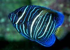 Pomacanthus maculosus