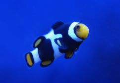 Amphiprion Onyx