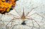 stenorhynchus seticornis5