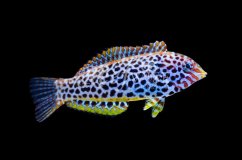 Macropharyngodon meleagris II