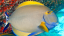 Acanthurus dussumieri
