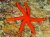 Echinaster luzonicus RED (Linckia laevigata RED)