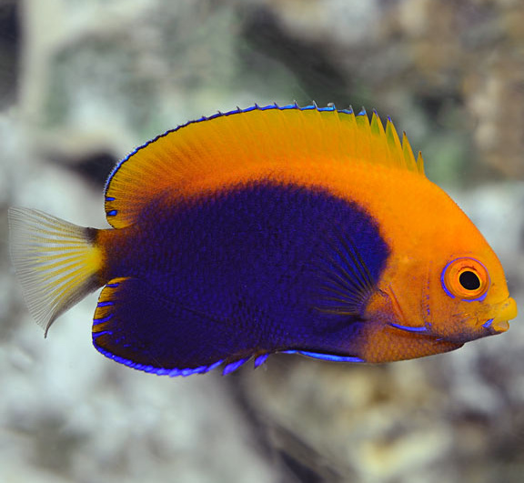 Centropyge acanthops I