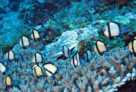 dascyllus reticulatus2