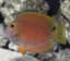 truncatus2