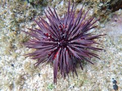 echinometra sp echinometra sp