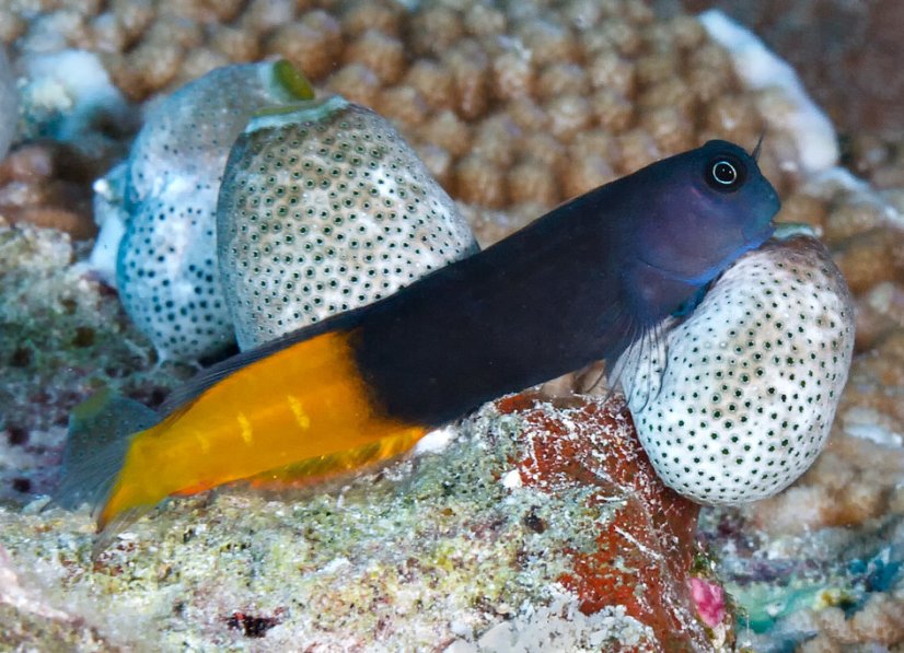 bicolor1