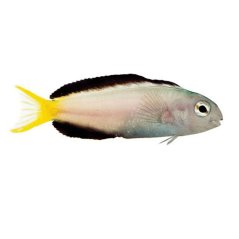 Meiacanthus mossambicus