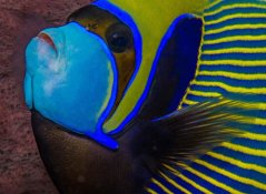 Pomacanthus imperator - velikost XXL