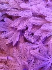 Xenia umbellata