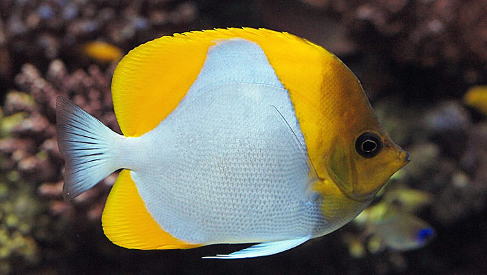 hemitaurichthys polylepis