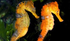 Hippocampus reidi, pareja