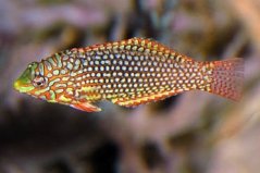 Macropharyngodon ornatus1