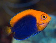 Centropyge acanthops