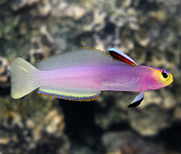 nemateleotris helfrichi5