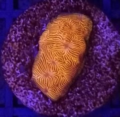 Leptoseris ORANGE ULTRA