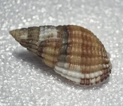 Nassarius reticulatus