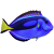 Acanthuridae