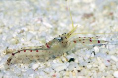 alpheus rubromaculatus