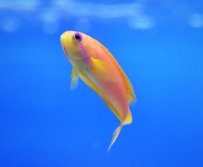 Pseudanthias squamipinnis