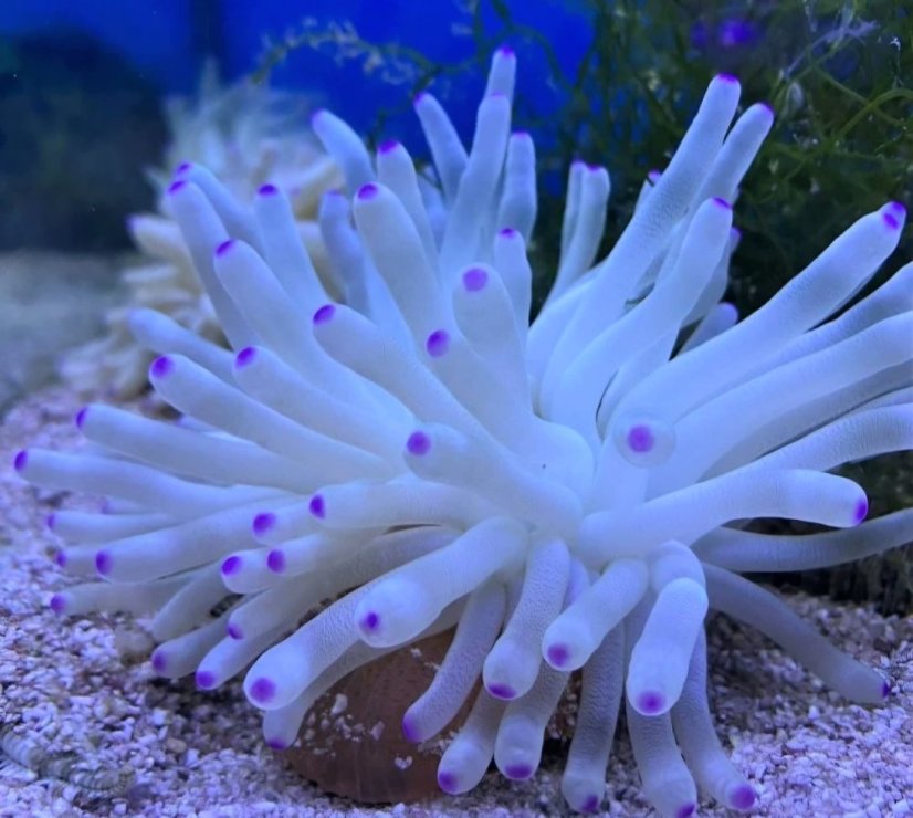 Condylactis gigantea