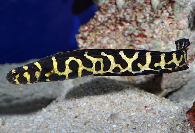 pholidichthys leucotaenia2