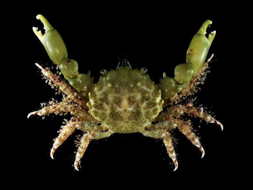 Mithraculus sculptus3