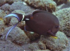 Acanthurus leucocheilus