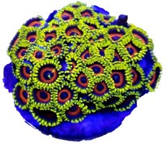 Clipped image 20240323 074029