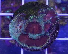 Favia sp. MARBLE