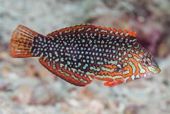 Macropharyngodon ornatus2
