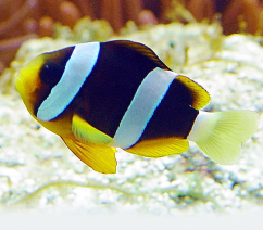 amphiprion clarkii 1
