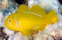gobiodon citrinus
