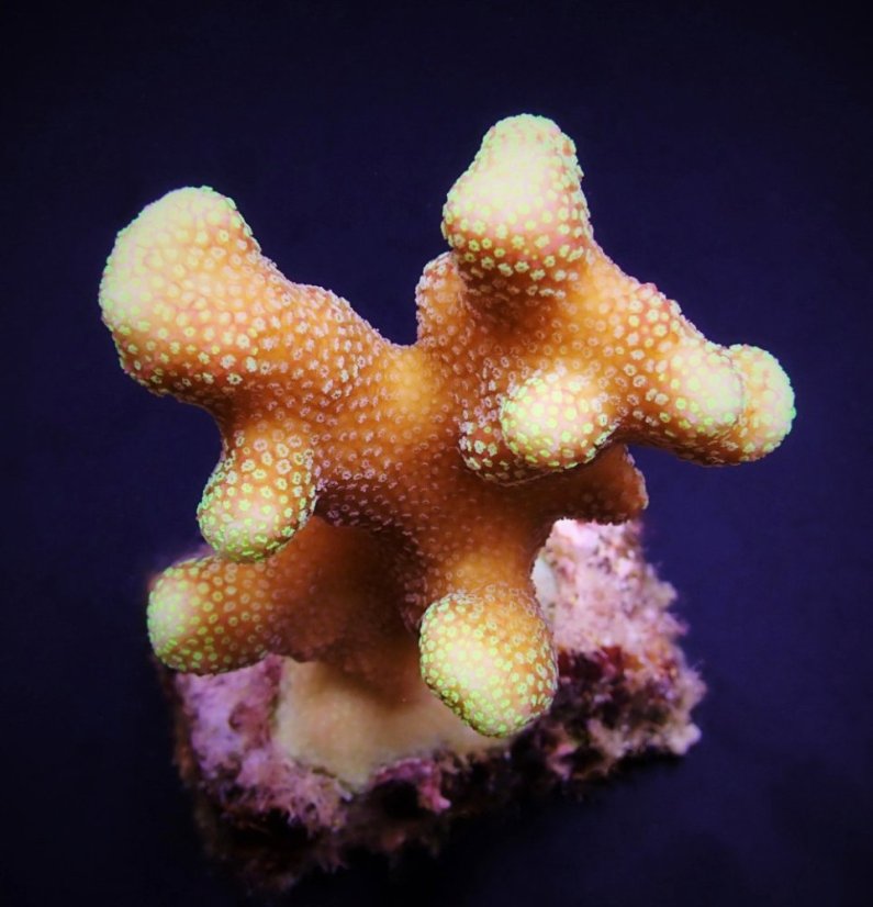 Stylophora sp. Yellow purple Aussie4