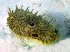 Chilomycterus schoepfi
