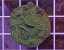 Pavona sp. GLITTER GREEN
