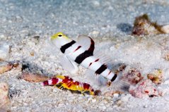 dracula goby1