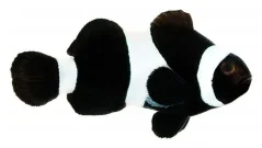 Amphiprion ocellaris Black