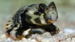 Synchiropus ocellatus
