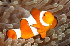 Amphiprion percula