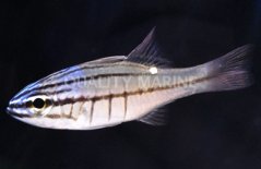 apogon oxina1