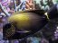 Acanthurus maculiceps7