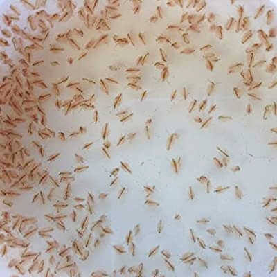 live brine shrimp 4