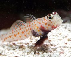 Amblyeleotris guttata PÁR + Alpheus bellulus