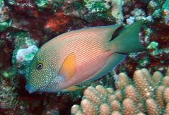 Ctenochaetus cyanocheilus